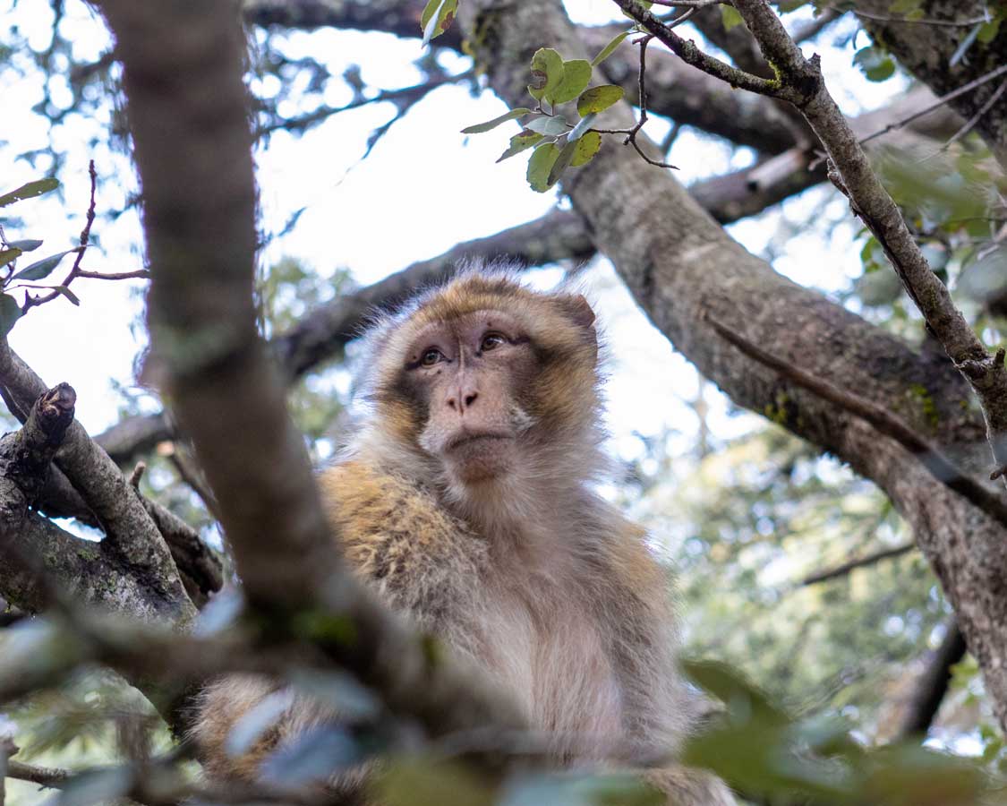 Barbary Macaques in Ifrane Morocco