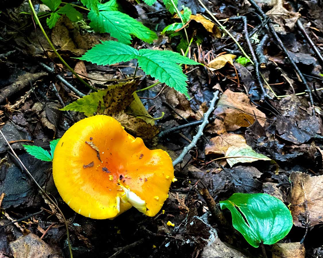 Colourful mushroom at Ivanhoe Lake Provincial Park