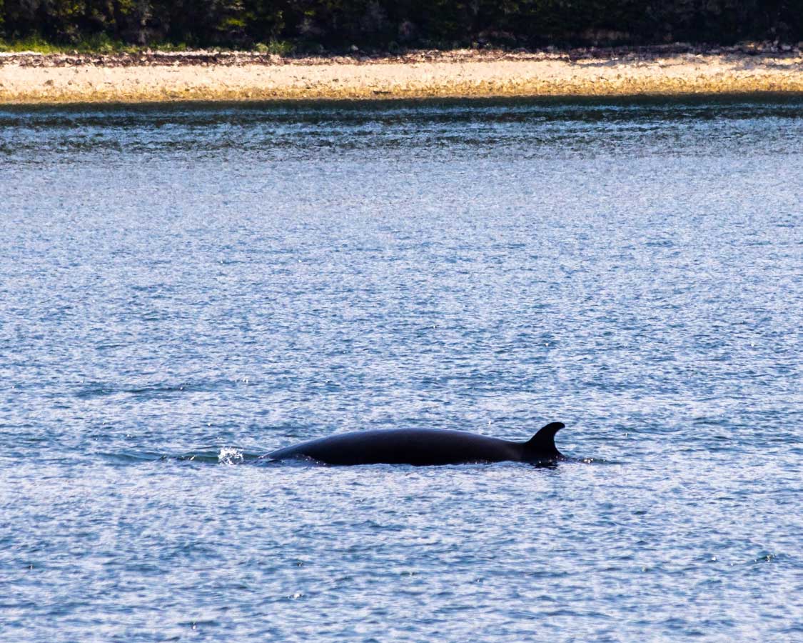 Minke Whales in Havre St. Pierre, Quebec