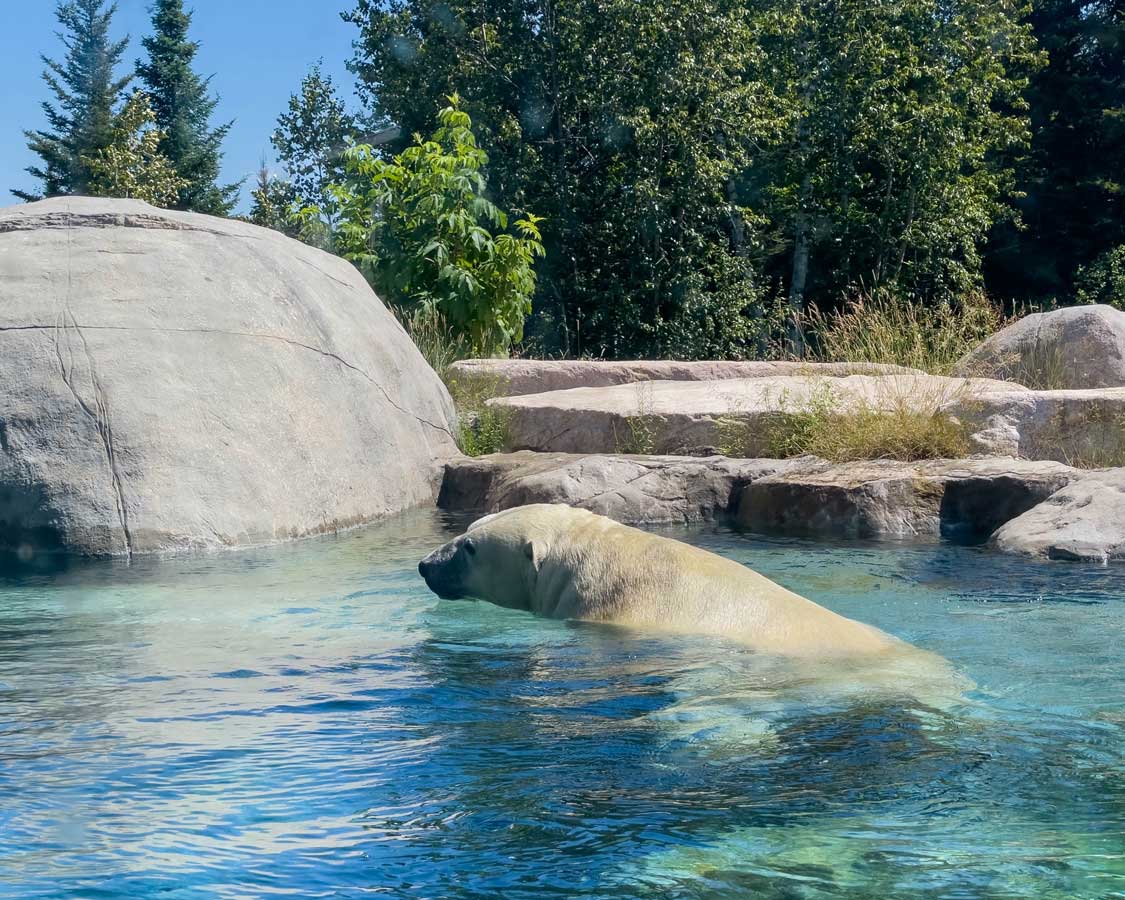 Polar bear swimming in Cochrane Ontario