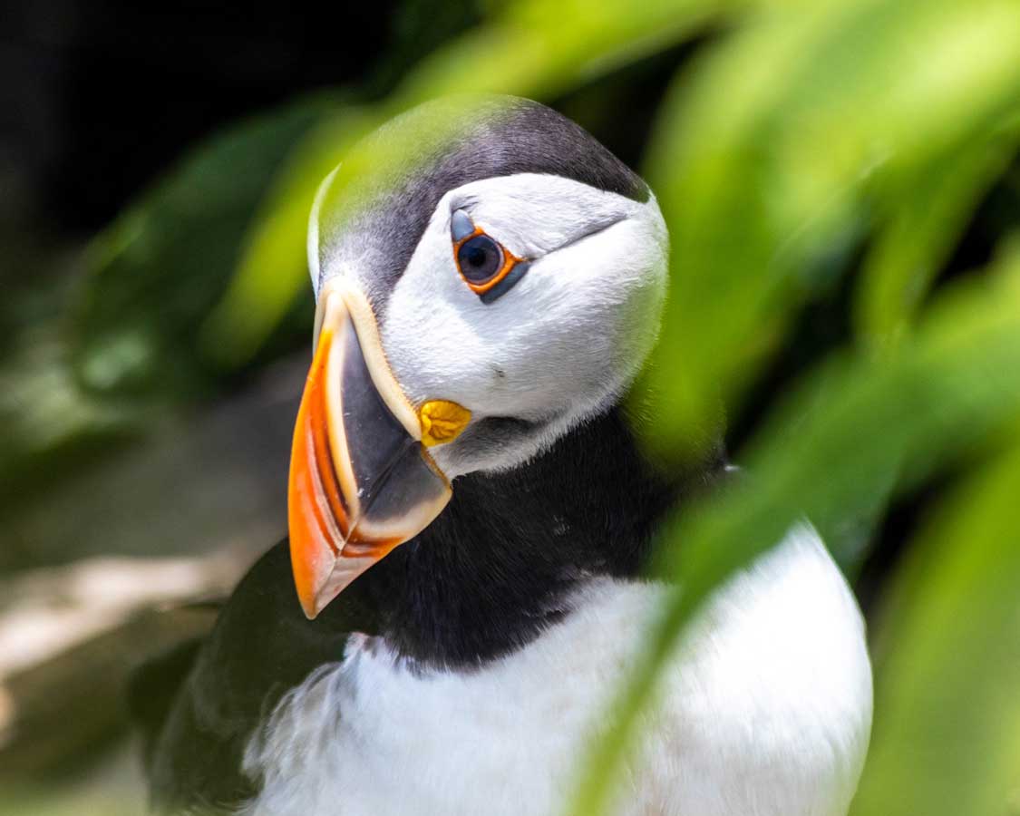 Puffin on Ile aux Perroquets on the Mingan Archipelago