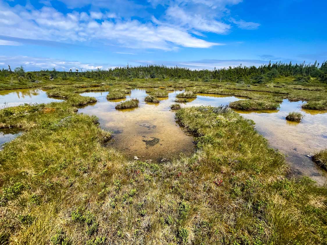 Salt marshes on Ile Quarry near Havre St. Pierre