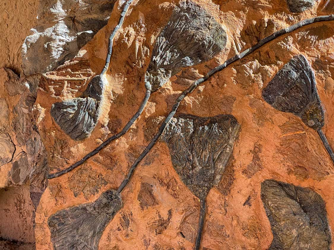 Fossils in Merzouga, Morocco