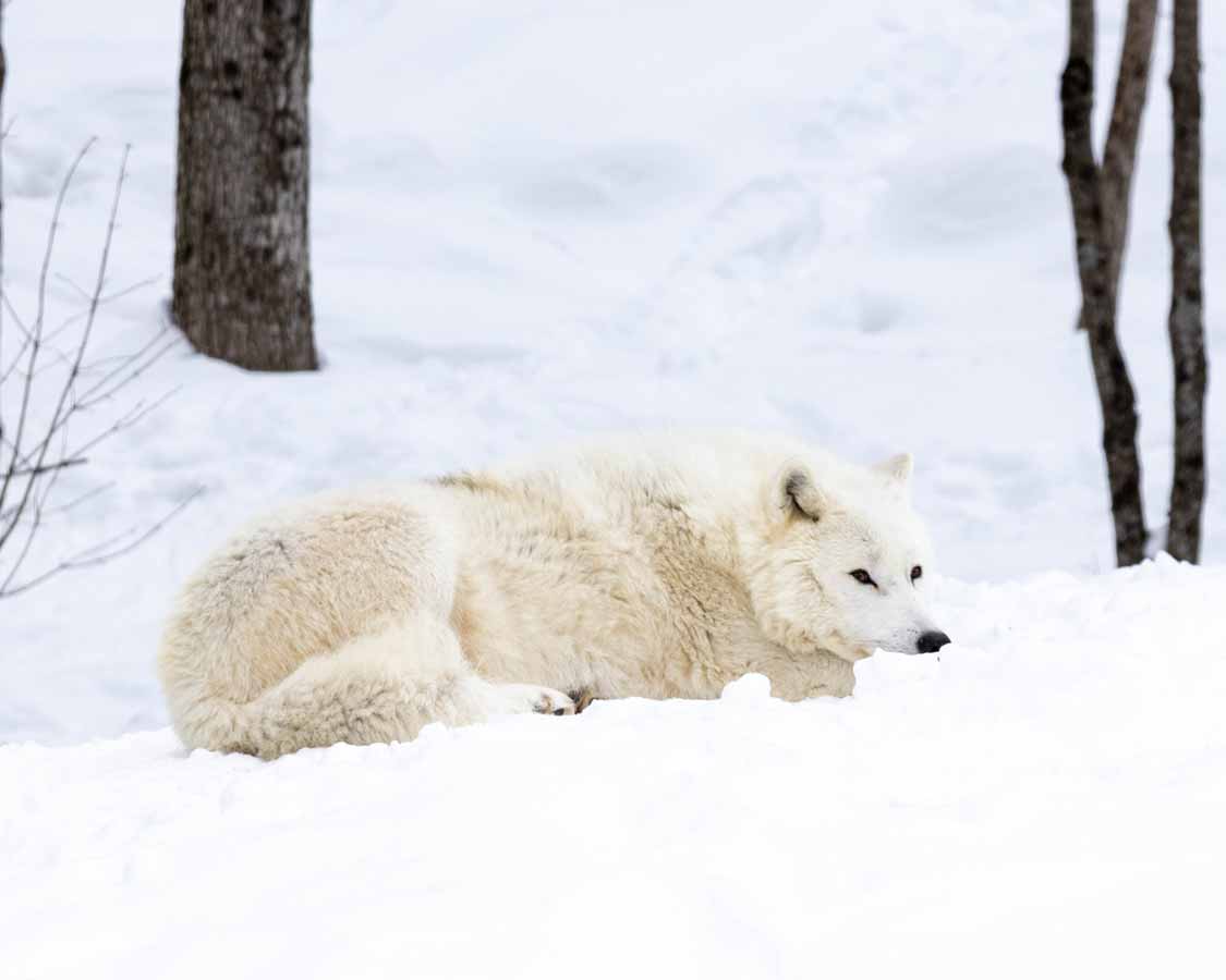 Arctic wolf in the snow at Parc Omega