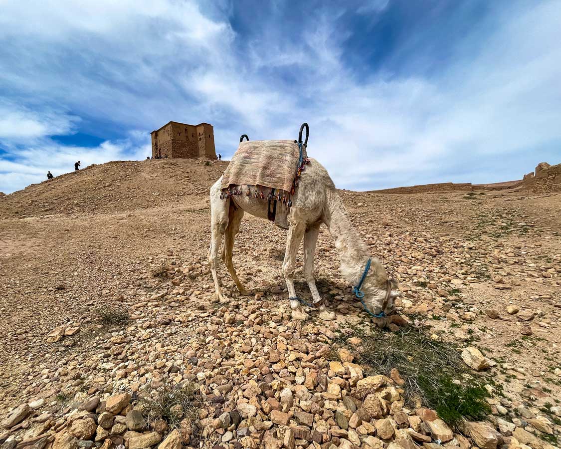 Camel in Ait Benhaddou