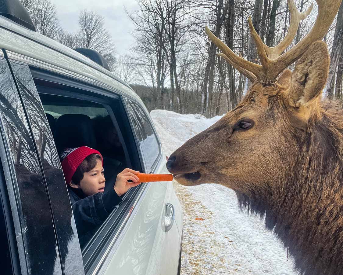 Child feeding elk at Parc Omega