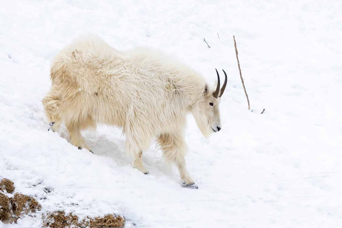 Mountain Goat in the snow at Parc Omega