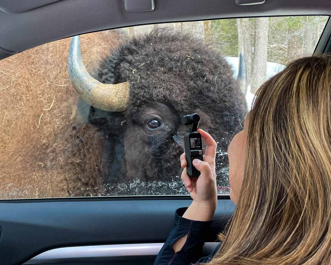 Parc Omega Plains Bison