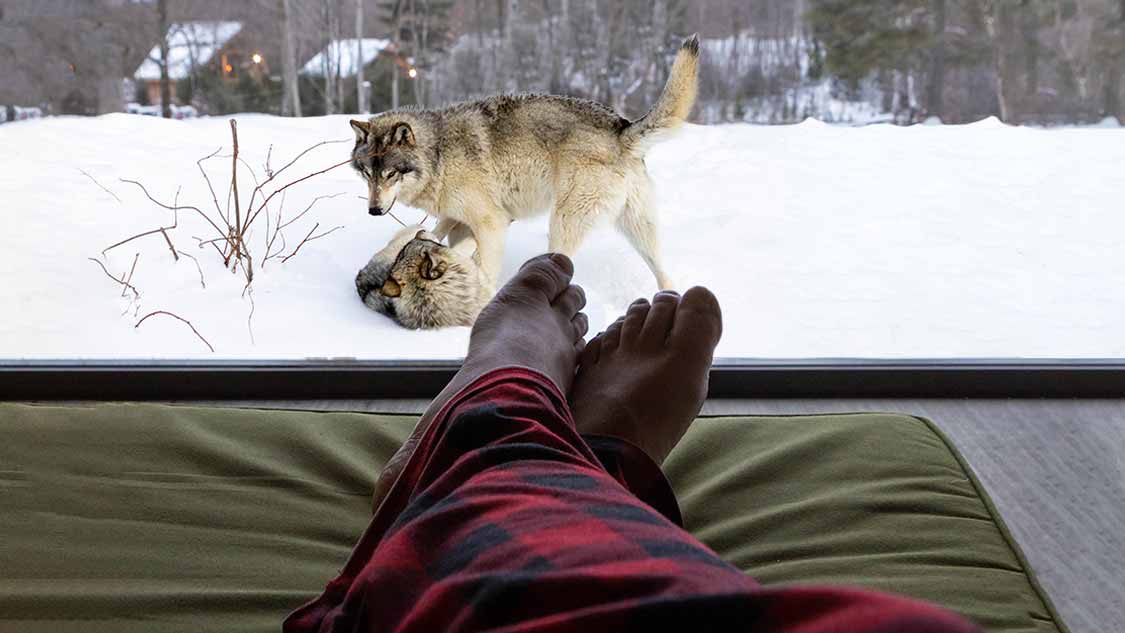 Parc Omega Wolf Cabins