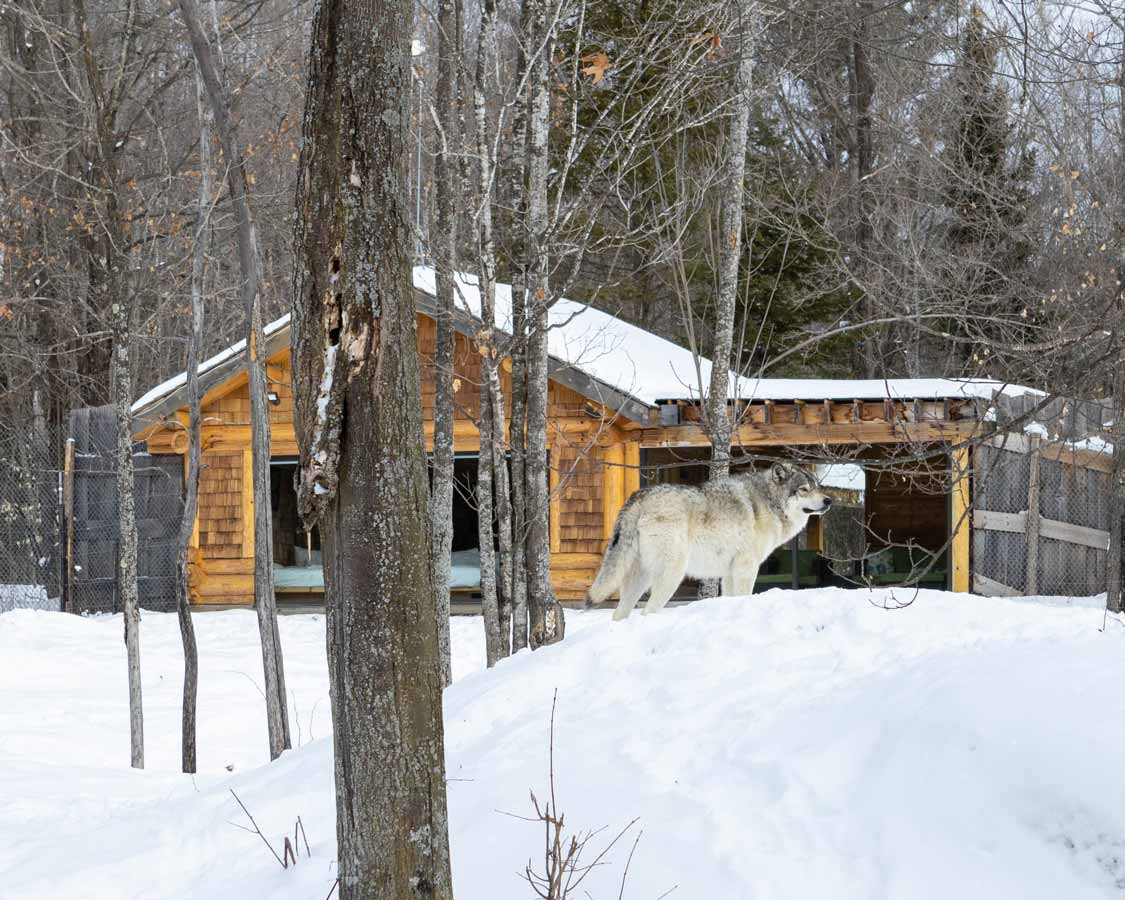 Wolf cabins at Parc Omega in the winter
