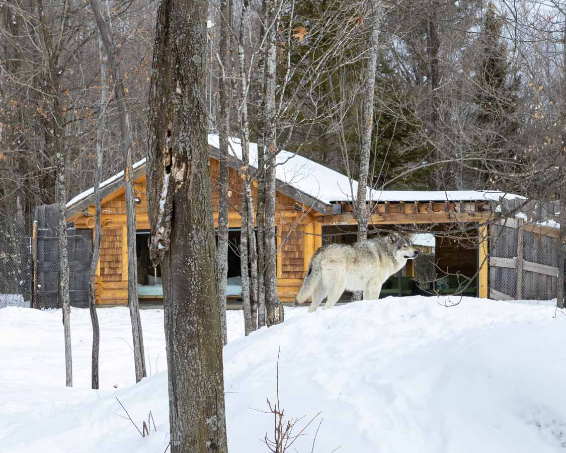 Waking With Wolves A Weekend At The Parc Omega Wolf Cabin