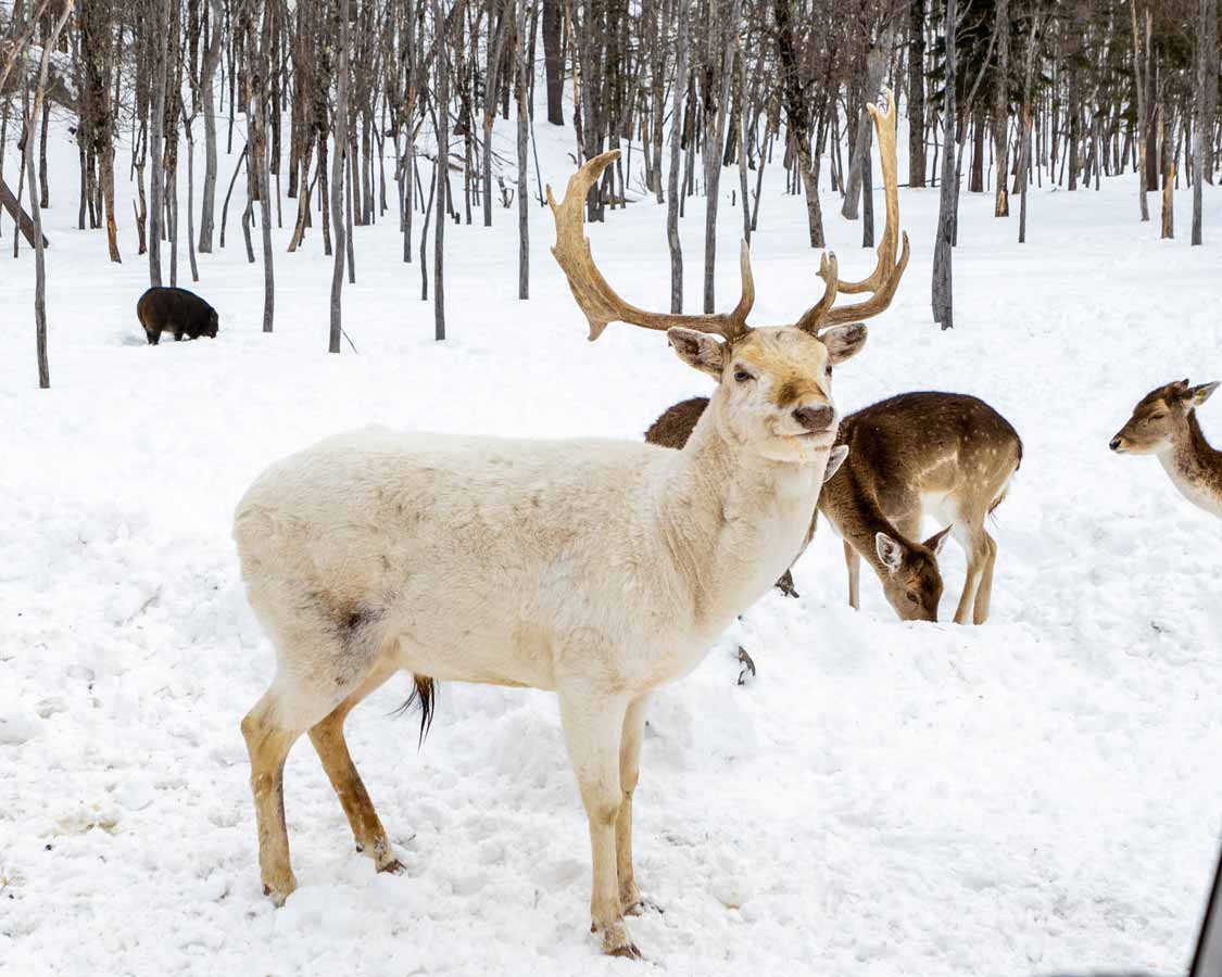 White elk at Parc Omega in Gatineau, Quebec