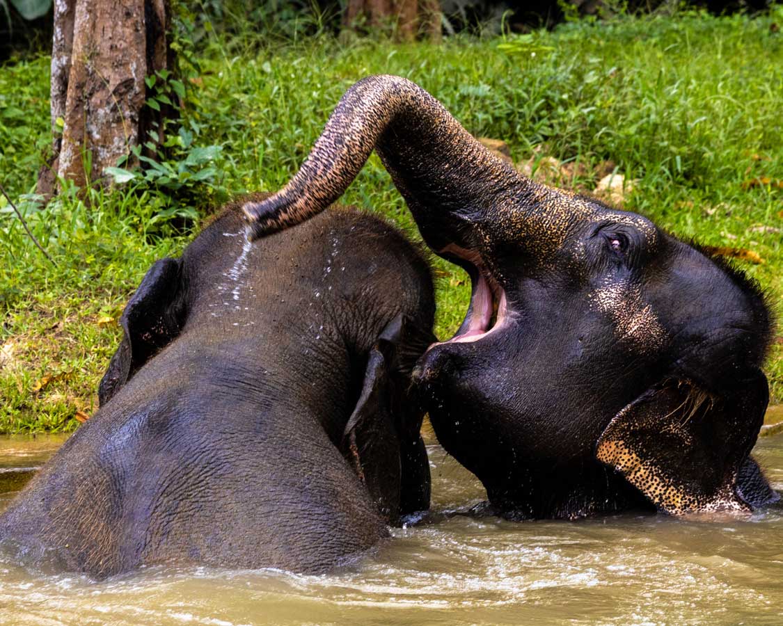 Elephants in Khao Yai National Park in Thailand
