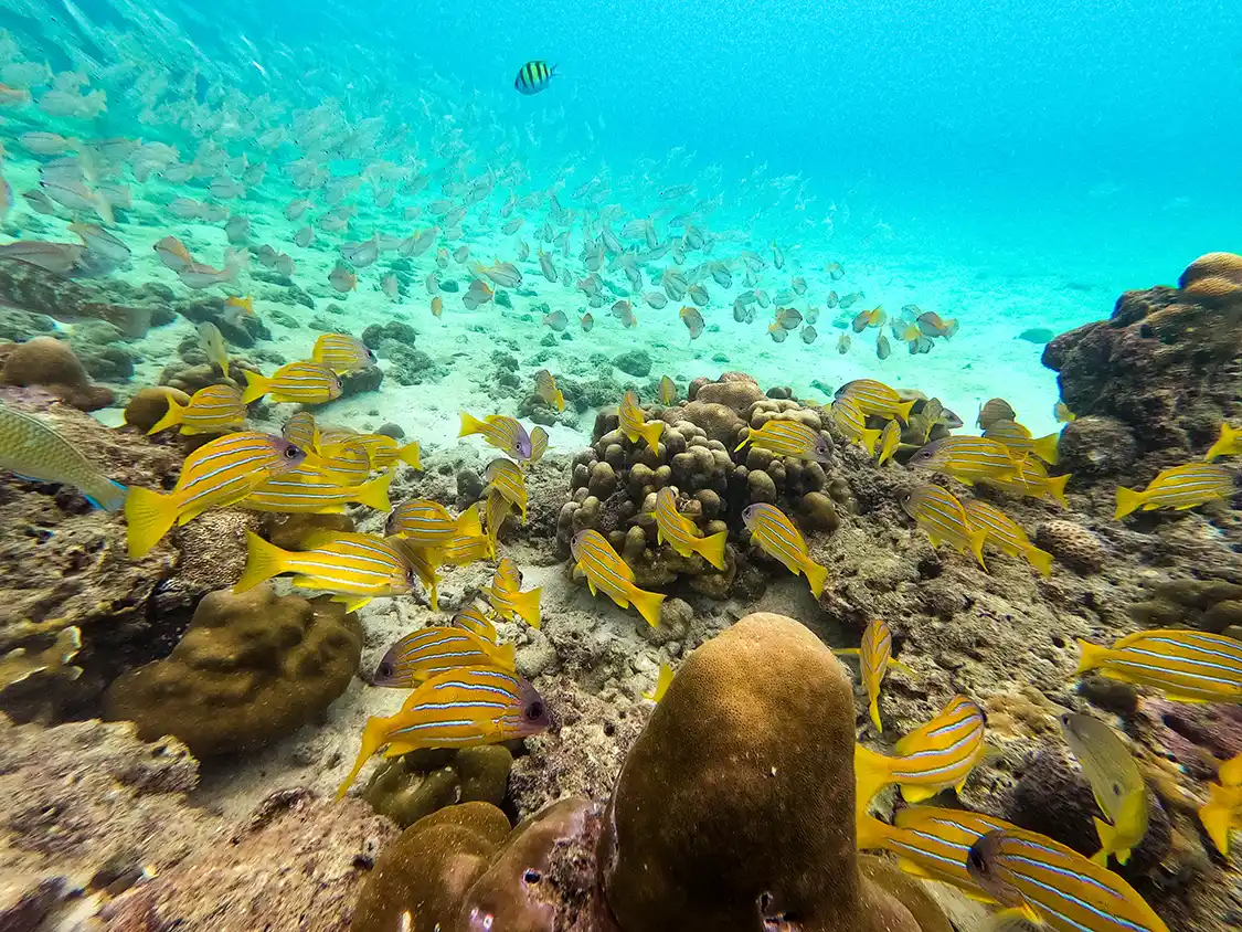 Schools of fishing swimming through coral in Hua Hin Thailand