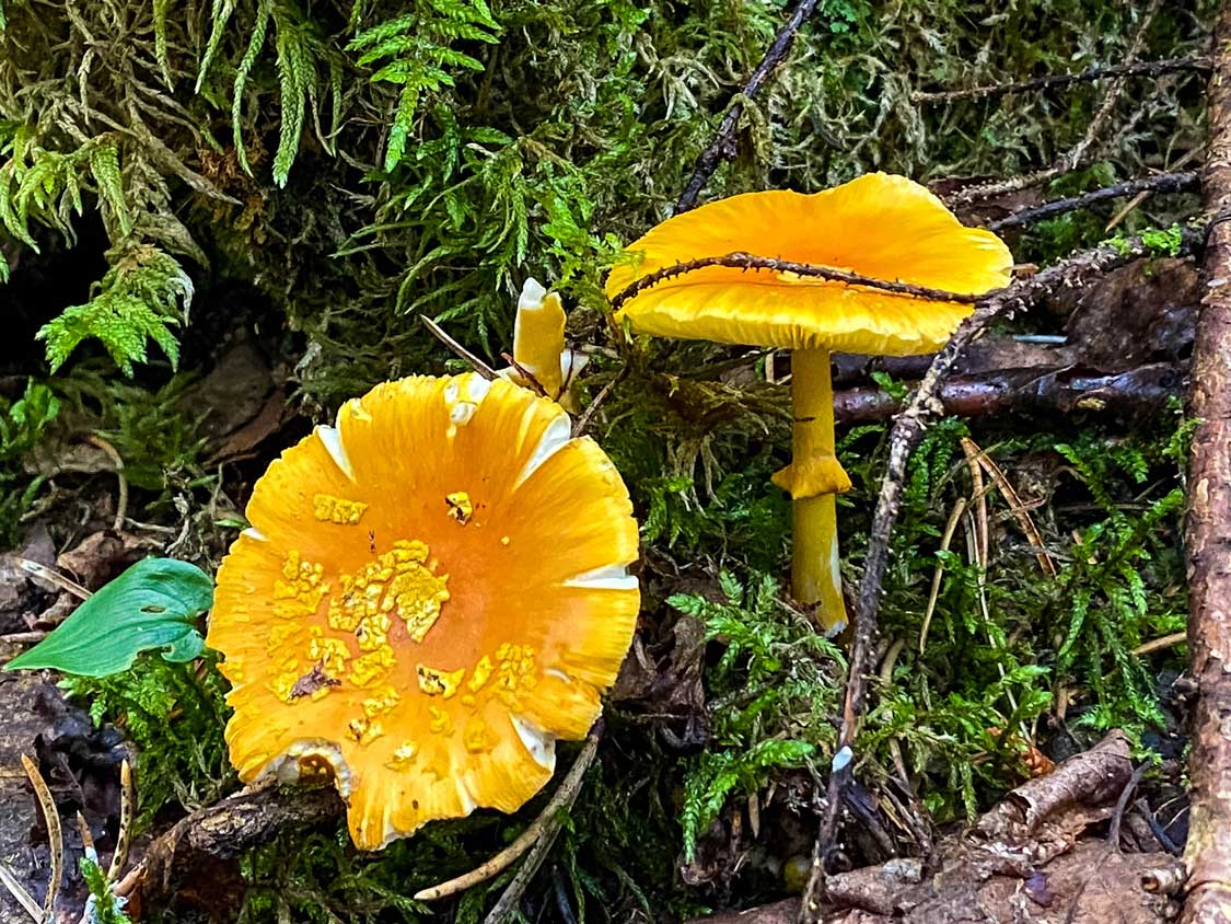 Orange coloured mushrooms along the Trapper's Cabin hiking trail in Esker Lakes Provincial Park