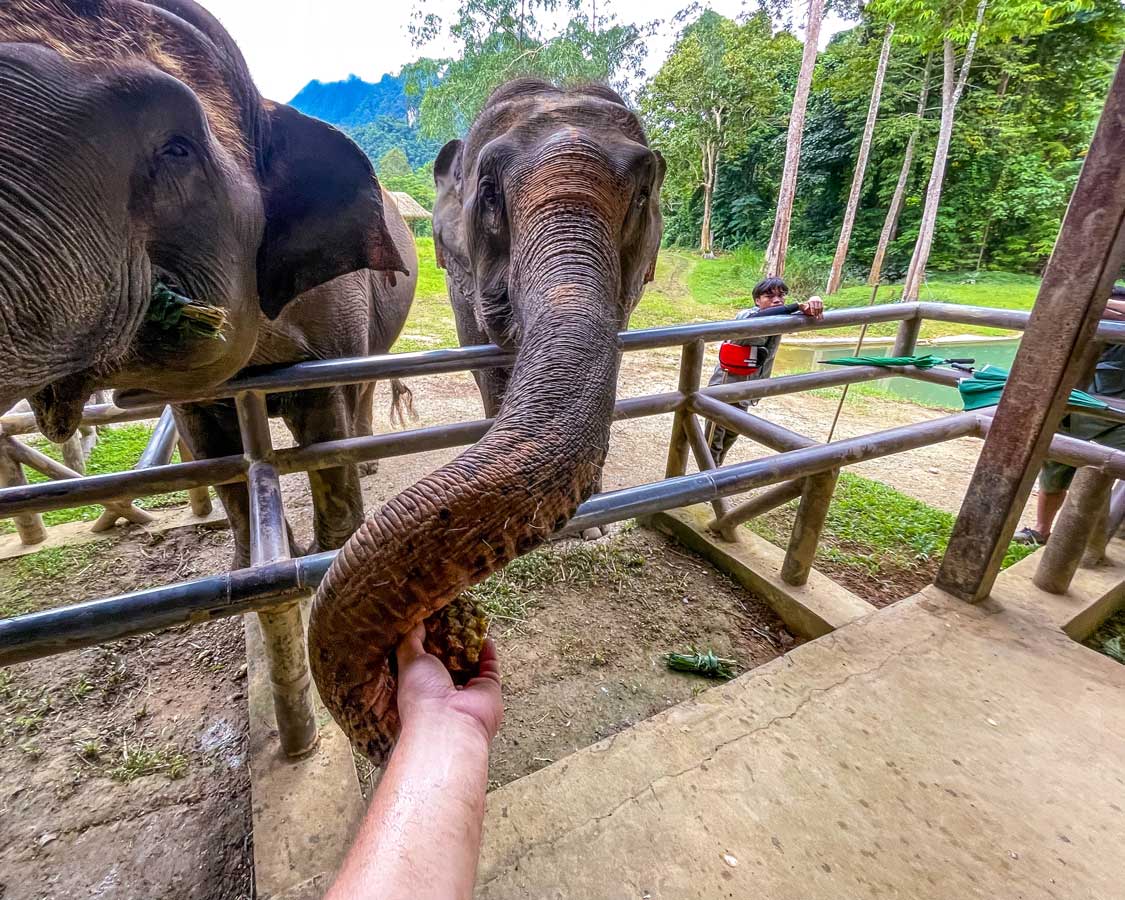 Feeding elephants at Elephant Nature Park near Chiang Mai