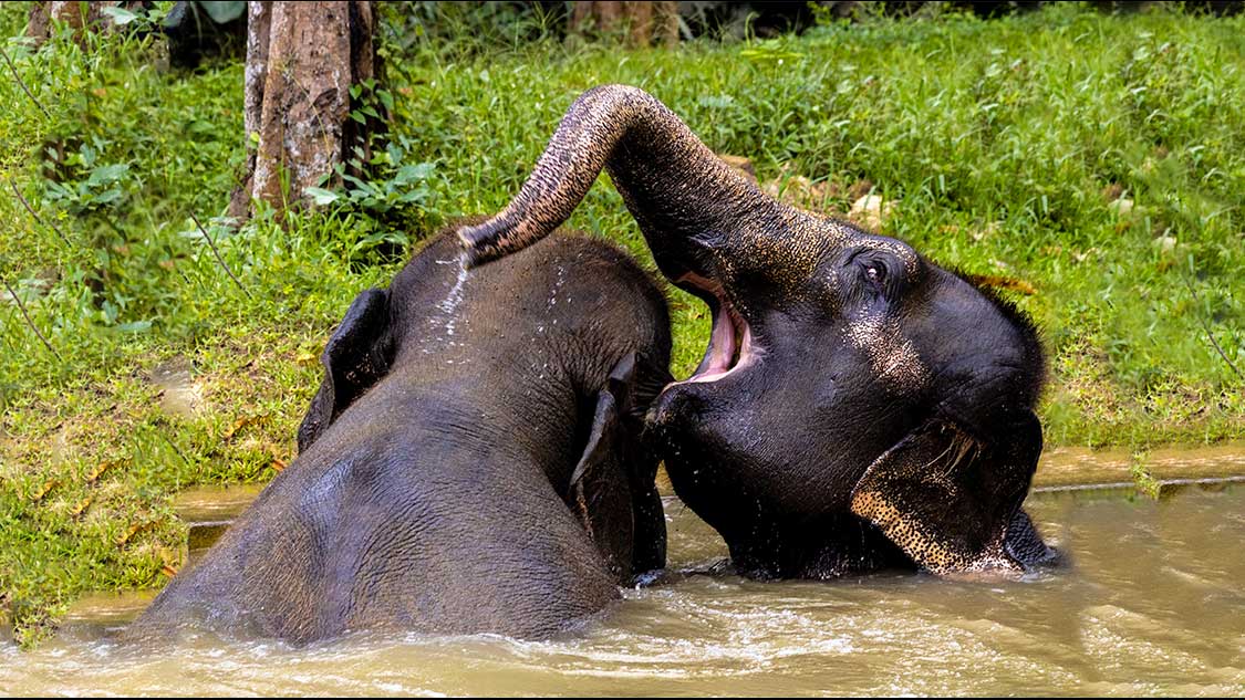 Two Elephants playing in the water at Elephant Hills Thailand Sanctuary