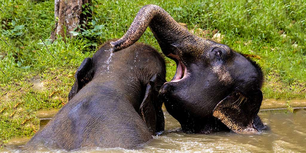 Two Elephants playing in the water at Elephant Hills Thailand Sanctuary