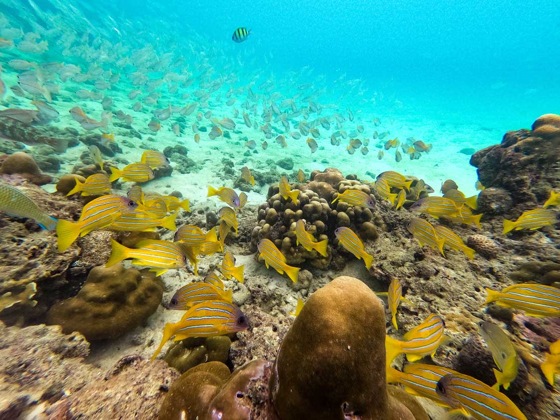 Yellow fish swim among coral while SCUBA diving near Phuket