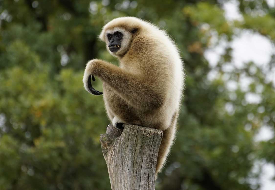 A gibbon perches atop a post at the Gibbon Rehabilitation Project in Phuket