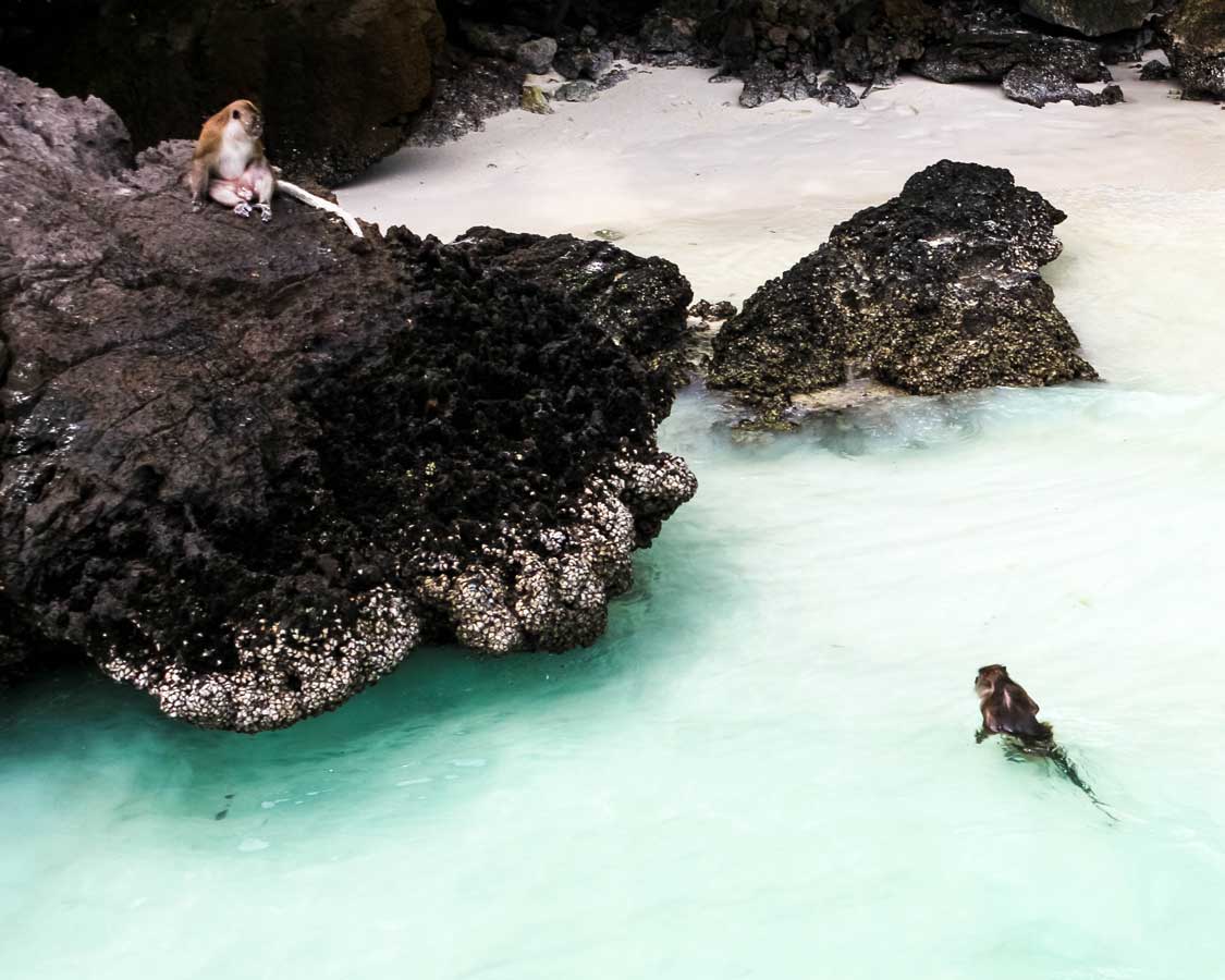 A monkey swims in the Andaman Sea at Monkey Beach, Phuket