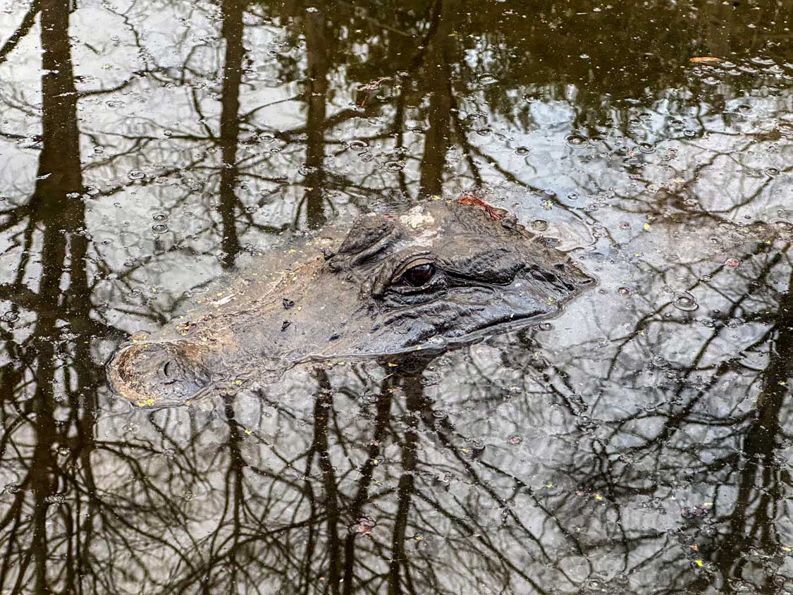 An alligator raises its head out of the water on a Lafayette swamp tour