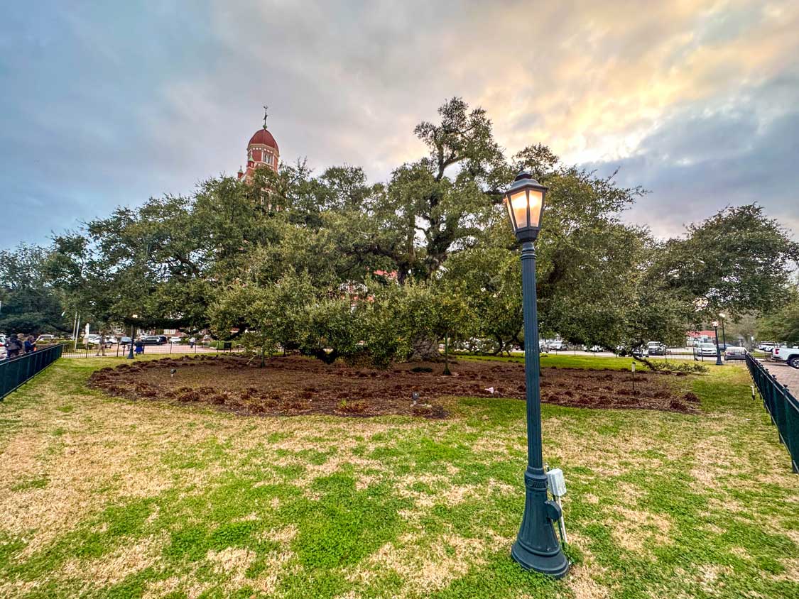 A massive oak tree dwarfs a church in downtown Lafayette