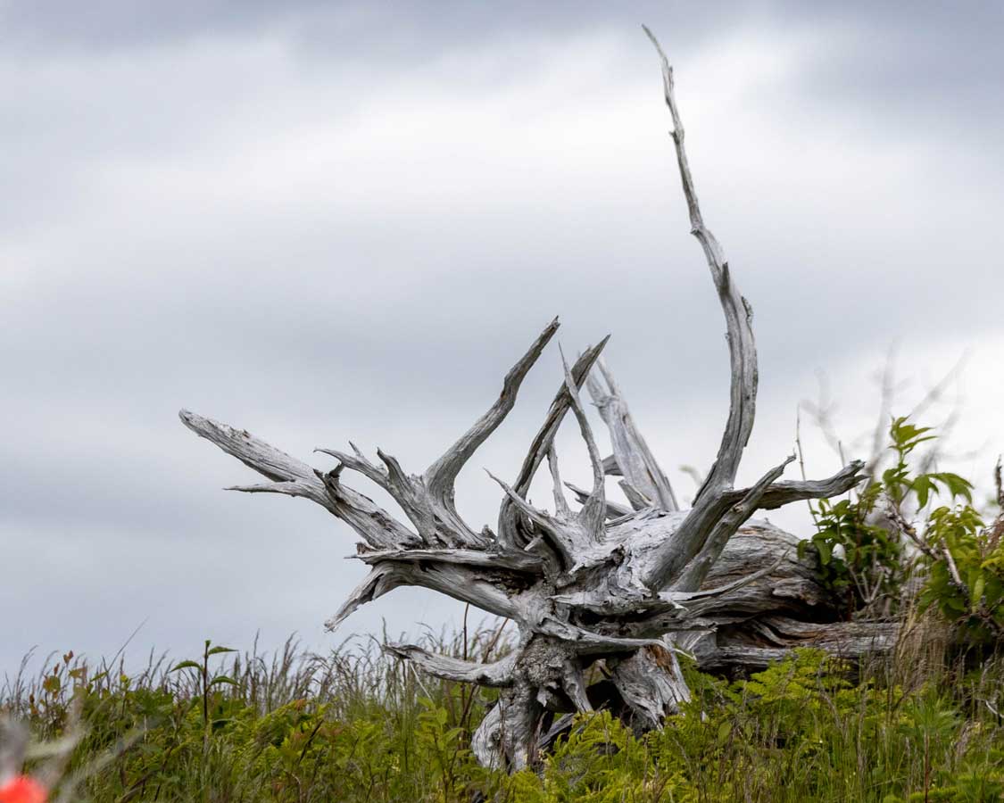 Unique driftwood sits amid shrubs beneath a grey sky
