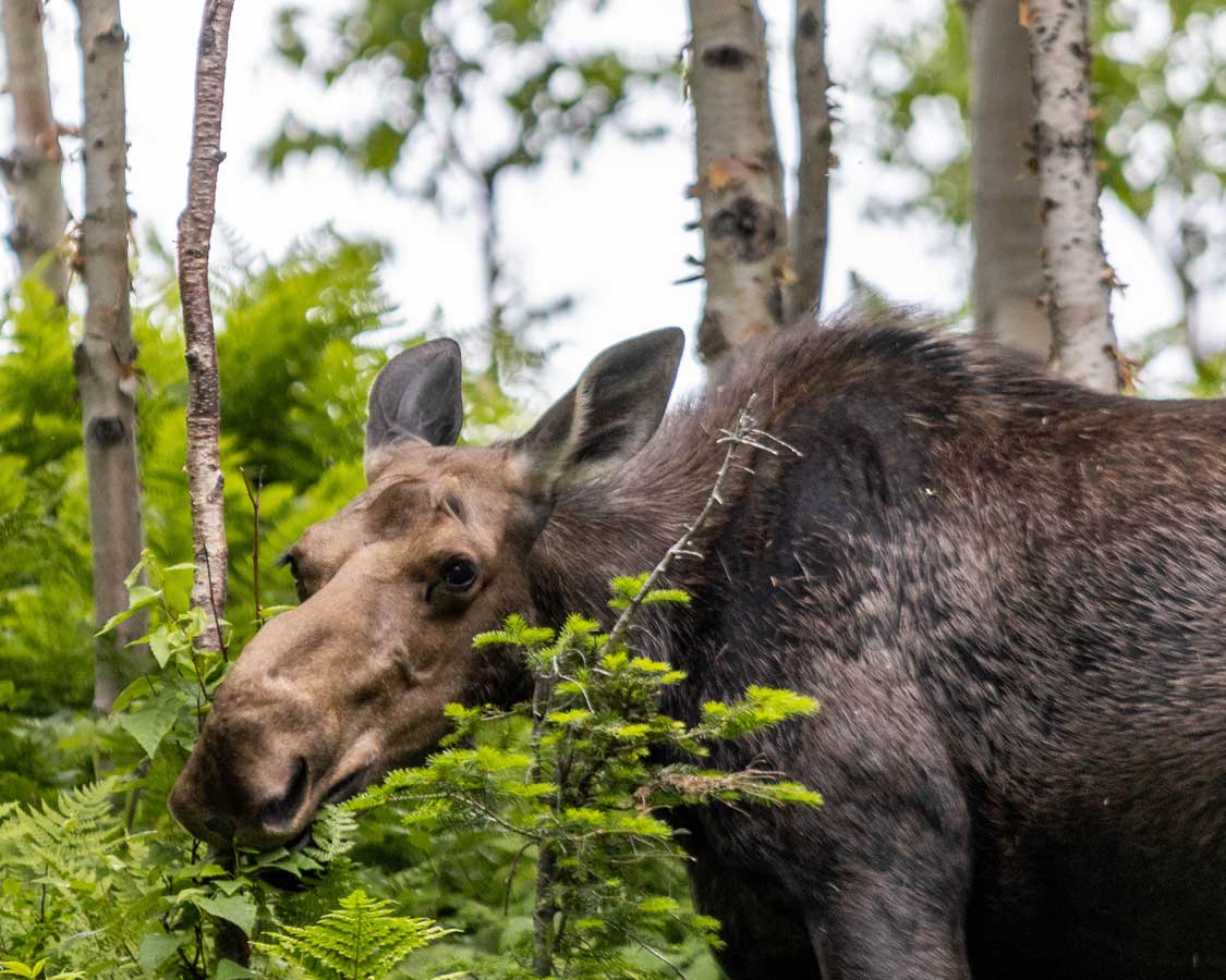 A moose peeks his head through a bush on Mont Ernest-Laforce in Gaspesie National Park