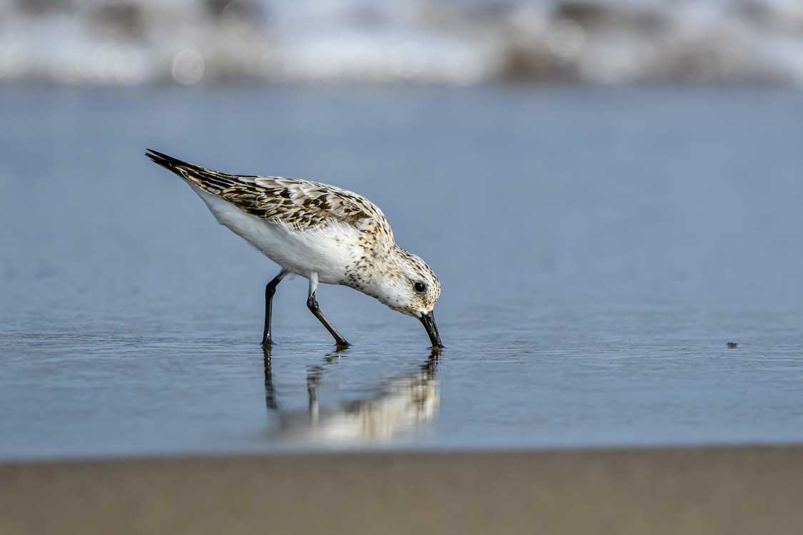 A sandpiper scours for shrimp in the Bay of Fundy