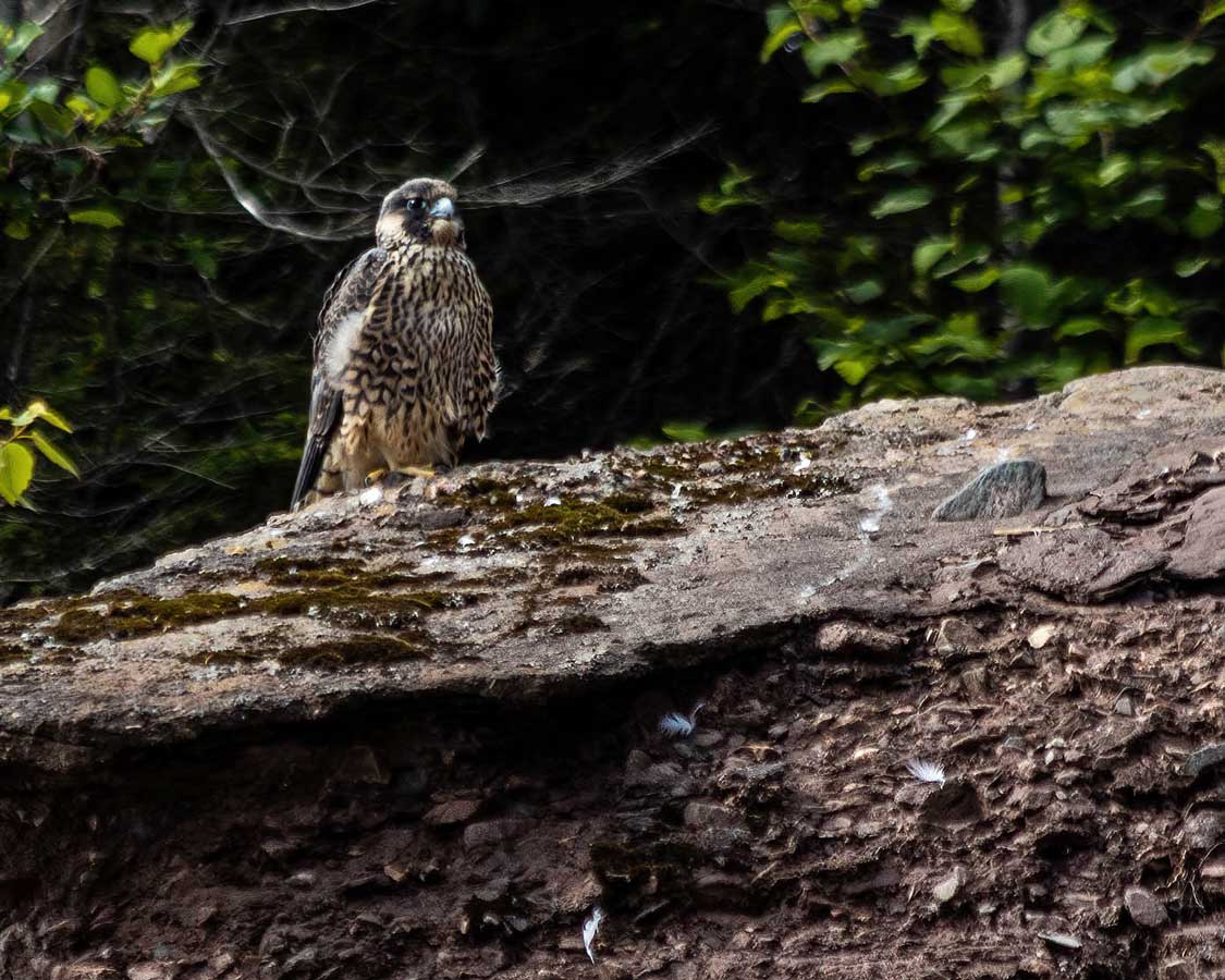 A peregrine falcon perches on a rock at Hopewell Rocks Park