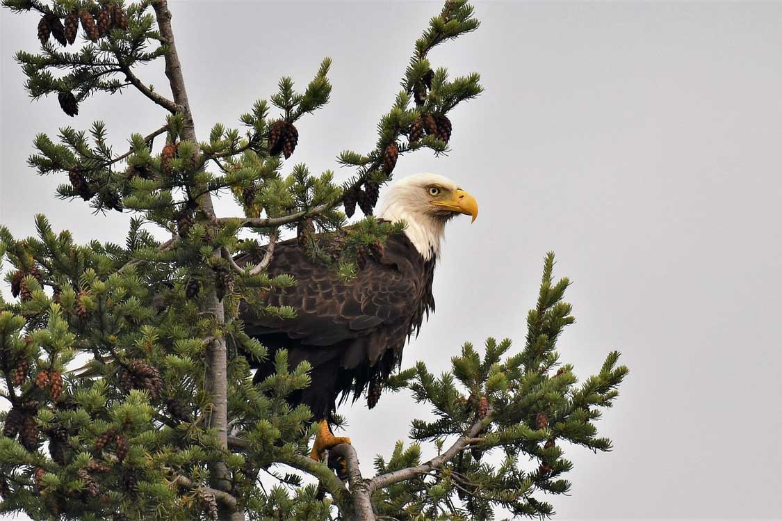 A bald eagle perched on a pine tree