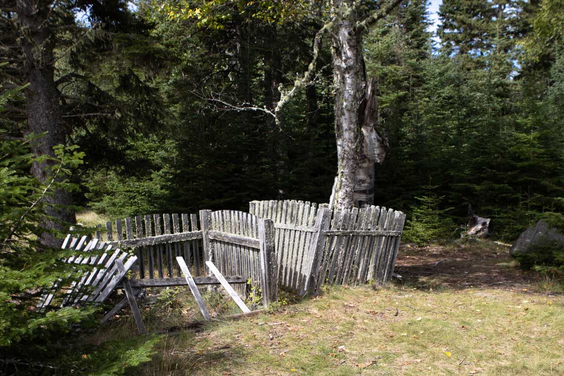 Remnants of an old fence in the forest in Silver Islet, Ontario