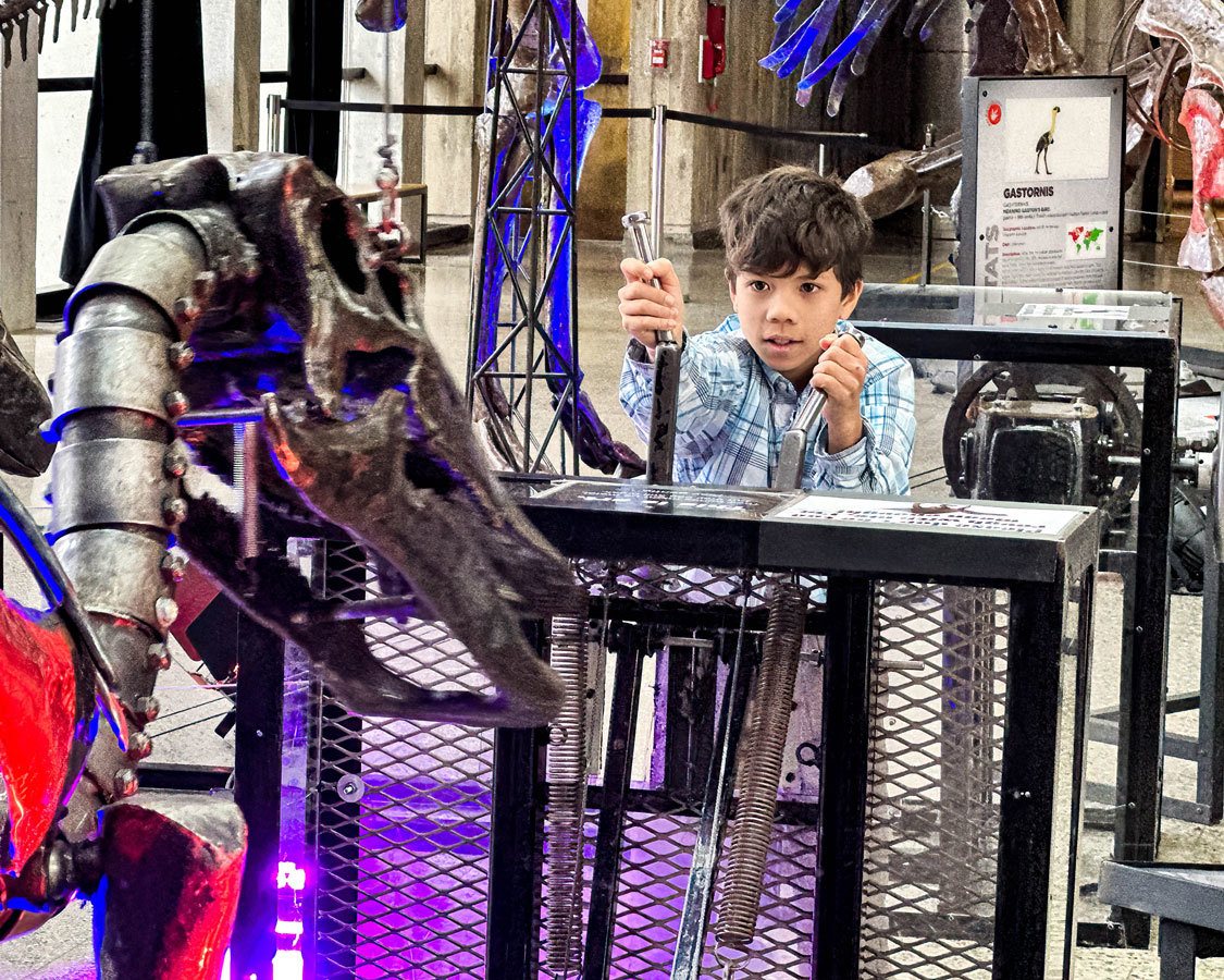 A young boy plays with metallic dynamic dinosaurs at the Ontario Science Centre
