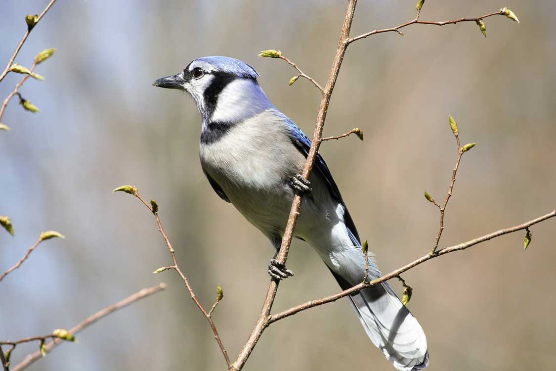 Bluejay at Riverwood Conservancy in Mississauga