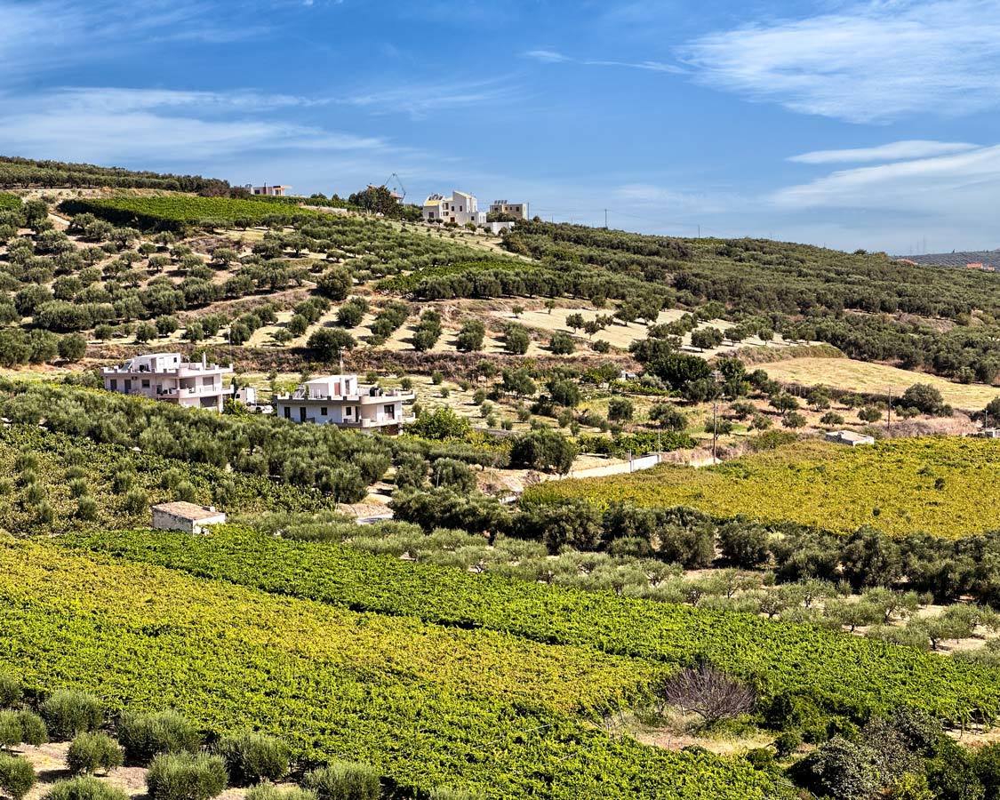 Vineyards and olive groves of Crete's wine region