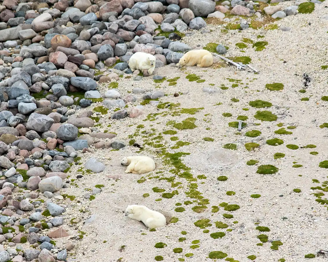 Four polar bears lay on the sand near Hudson Bay