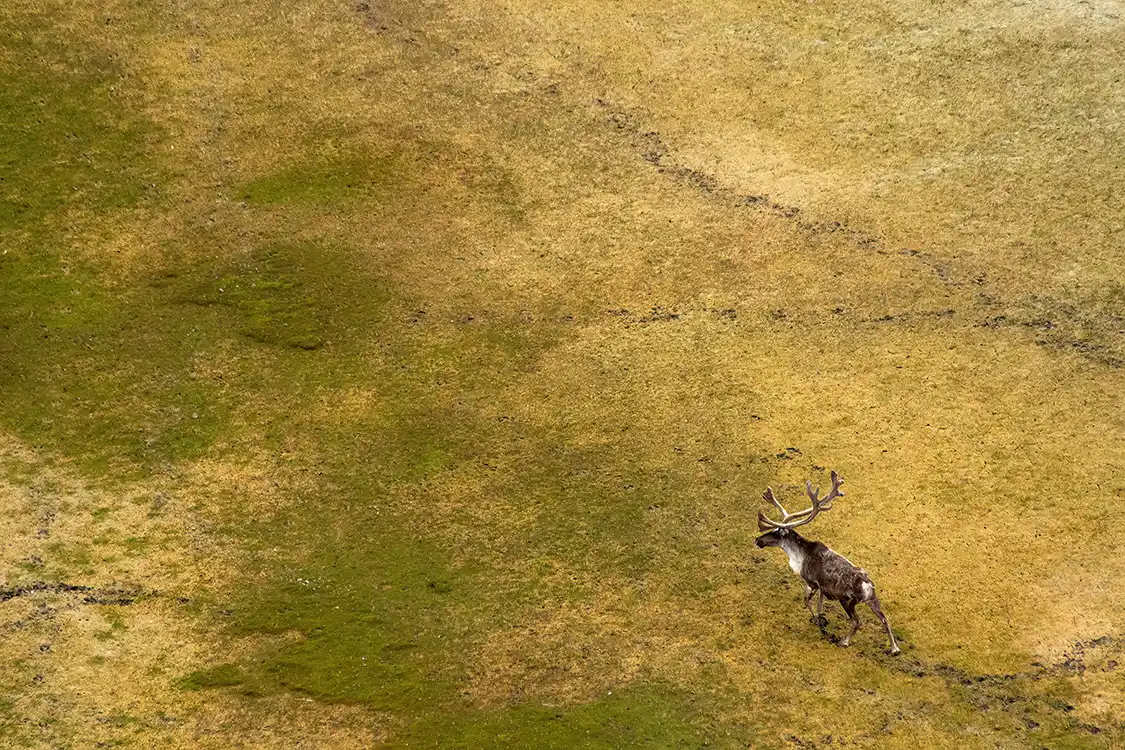 A lone caribou walks through the grassy marsh of Wapusk National Park