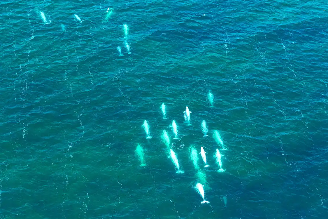 A pod of Beluga whales swims through Hudson Bay