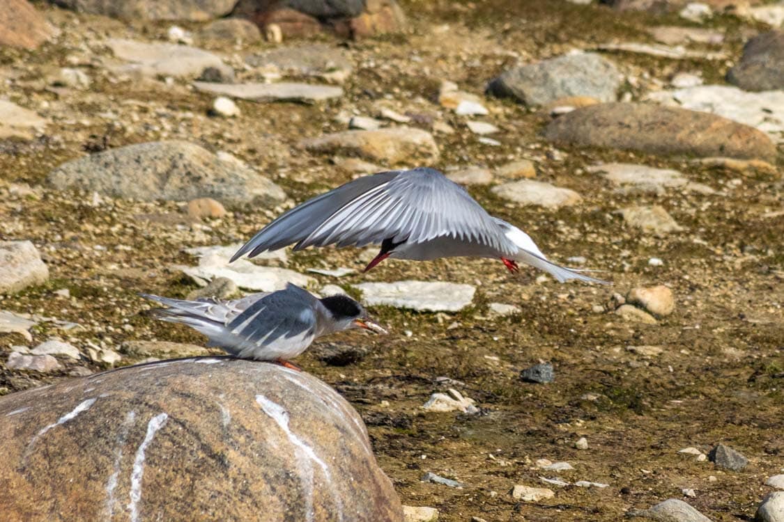 Arctic Tern feeds its young in Wapusk National Park