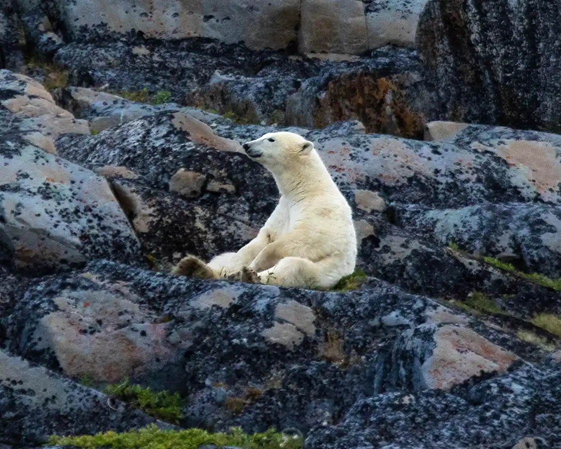 A lone polar bear sits on the rocks in Wapusk National Park