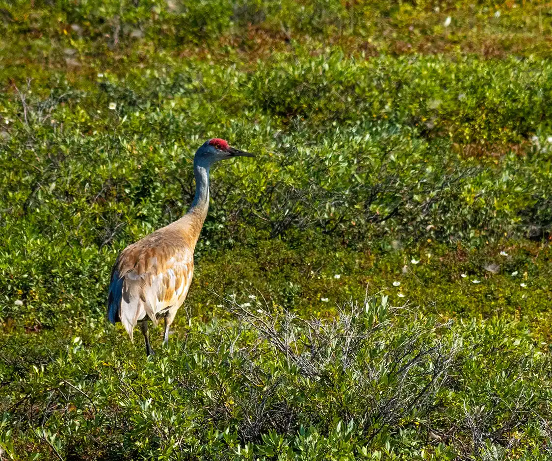 Sandhill Crane in the brush of Wapusk National Park