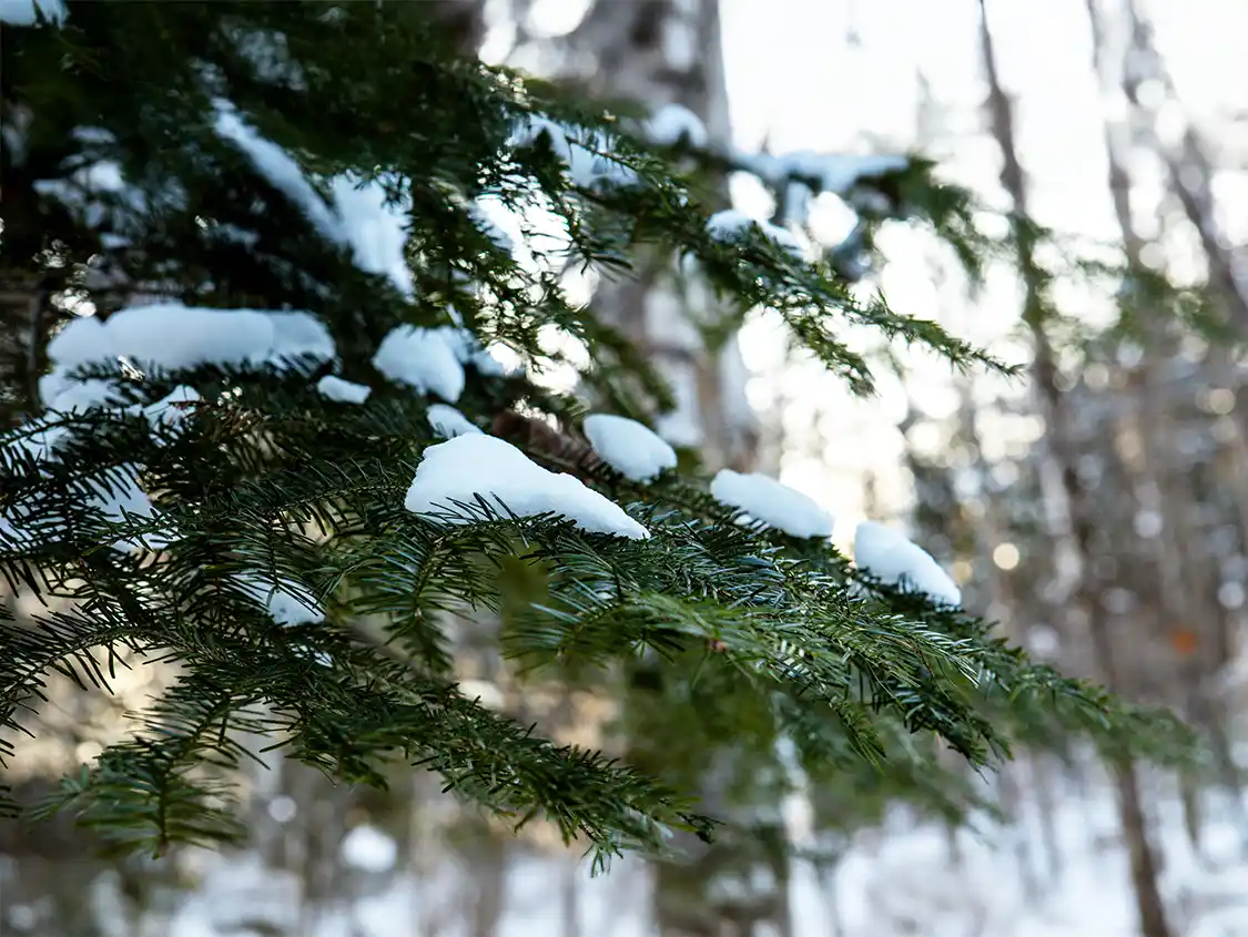 Snow covered pine trees in La Mauricie National Park