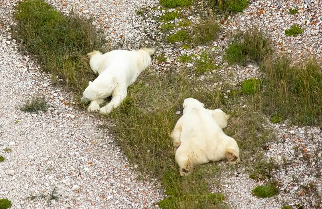 Two polar bears lie on grass in Wapusk National Park