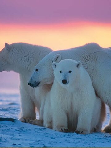 Three polar bears at sunset in Wapusk National Park