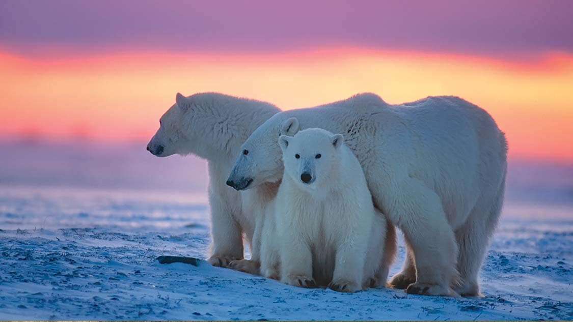 Three polar bears at sunset in Wapusk National Park