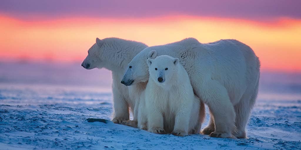 Three polar bears at sunset in Wapusk National Park