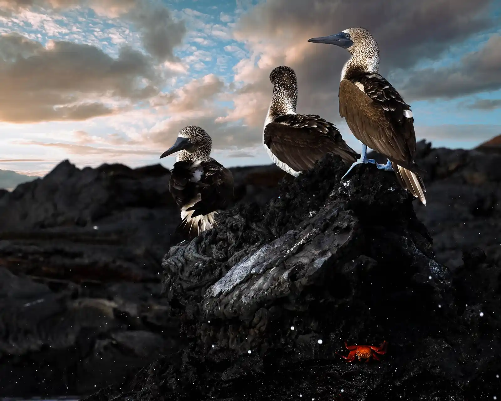 Blue footed boobies sit on volcanic rock at sunrise in Sullivan Bay, Galapagos Islands