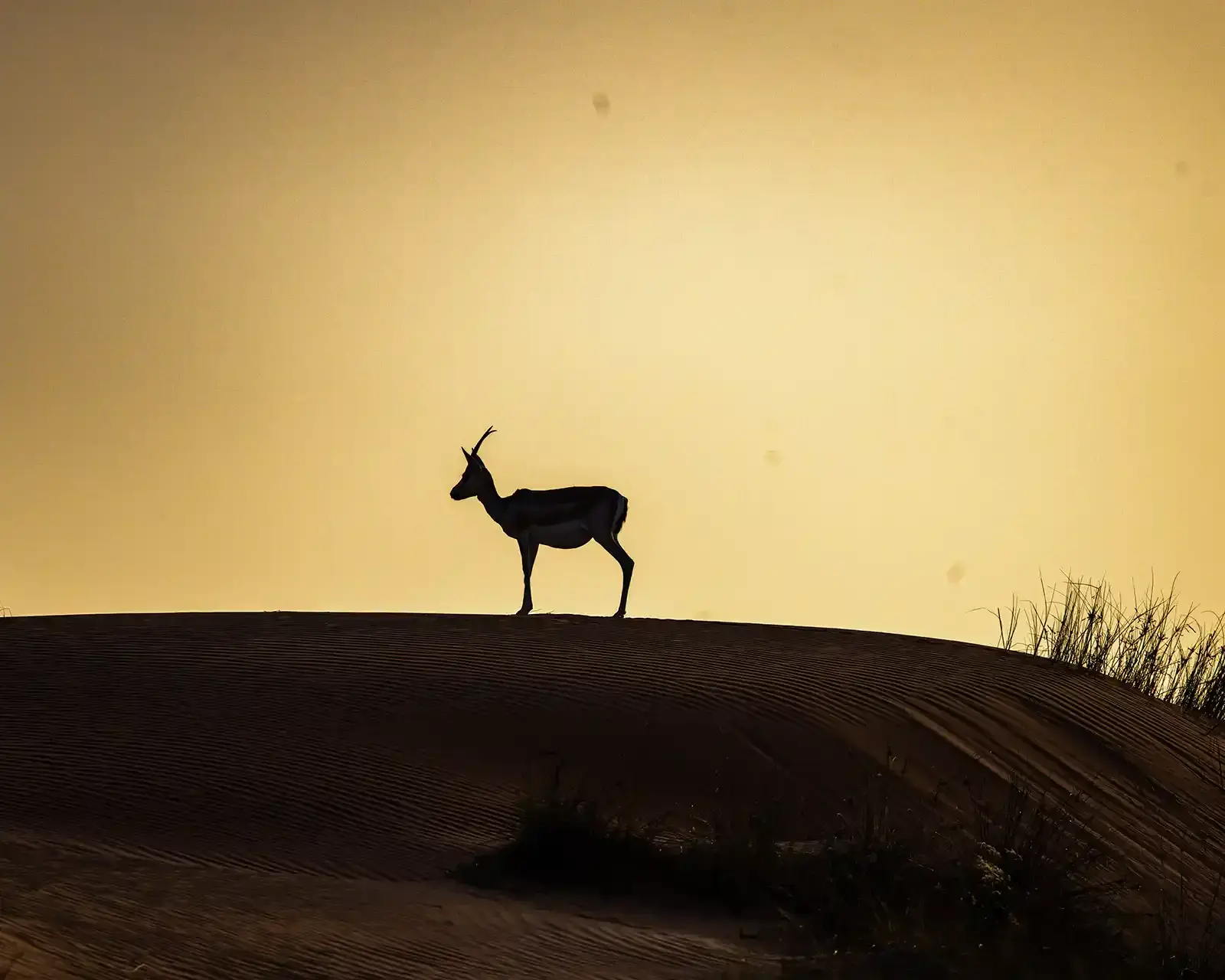 Gazelle silhouetted against the sunset on a sand dune on a Dubai desert tour