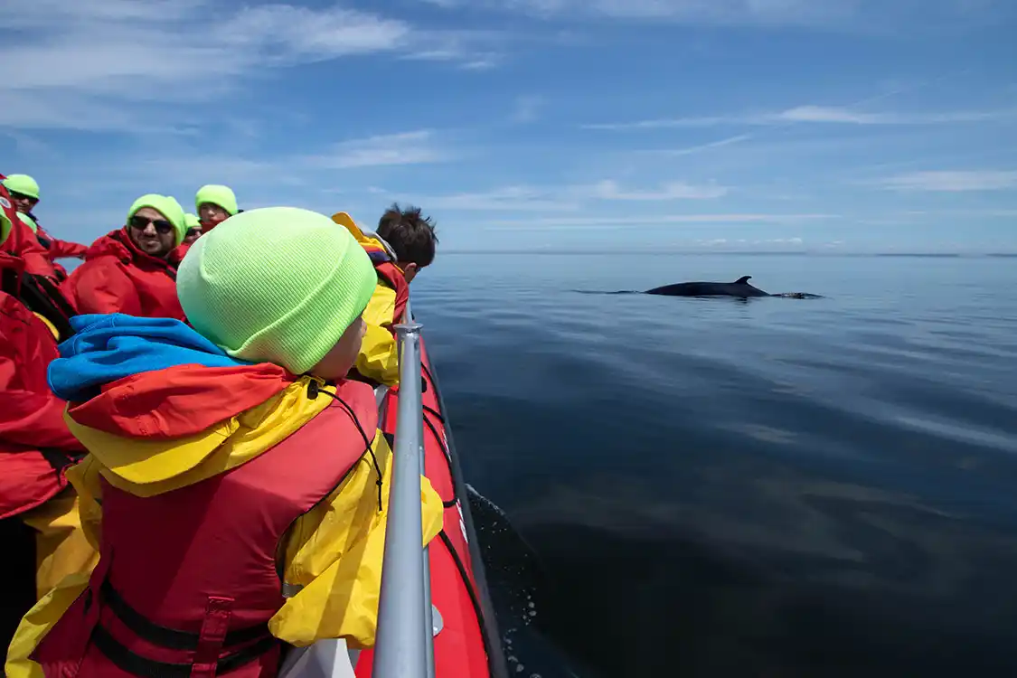 A young boy on a zodiac looks out at a whale in the St. Lawrence River near Quebec City